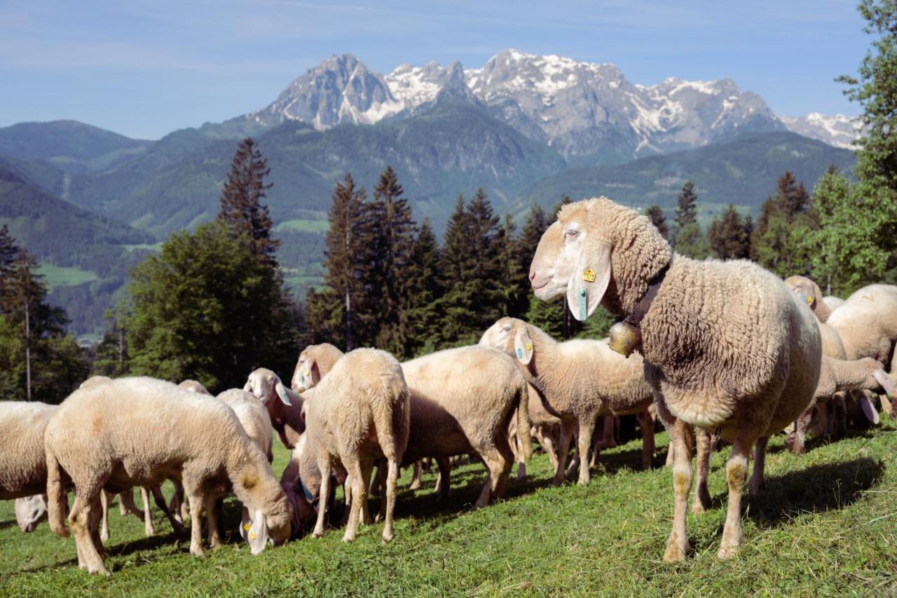 Familienbauernhof Samerhof ฟาร์แวร์เฟน ภายนอก รูปภาพ